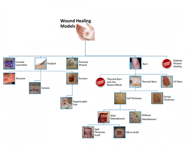 Dermal Efficacy Studies And Research Models | Comparative Biosciences, inc