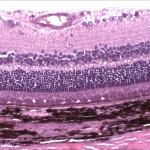 Histopathology
