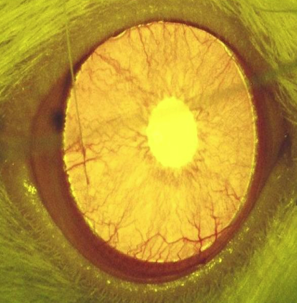 Ocular Efficacy Models | Comparative Biosciences, inc