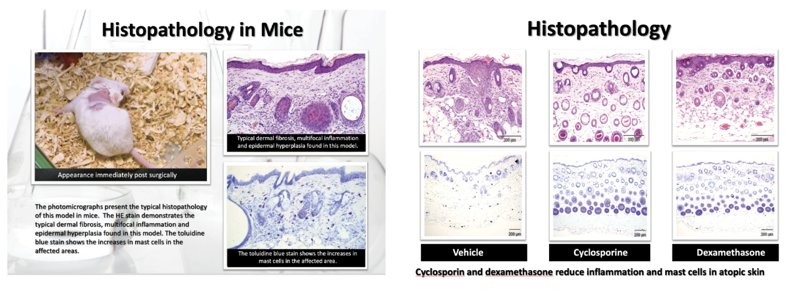 Murine Atopic Dermatitis Model | Comparative Biosciences, inc