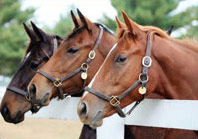 horse