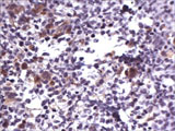 Stem Cell Immunohistochemistry